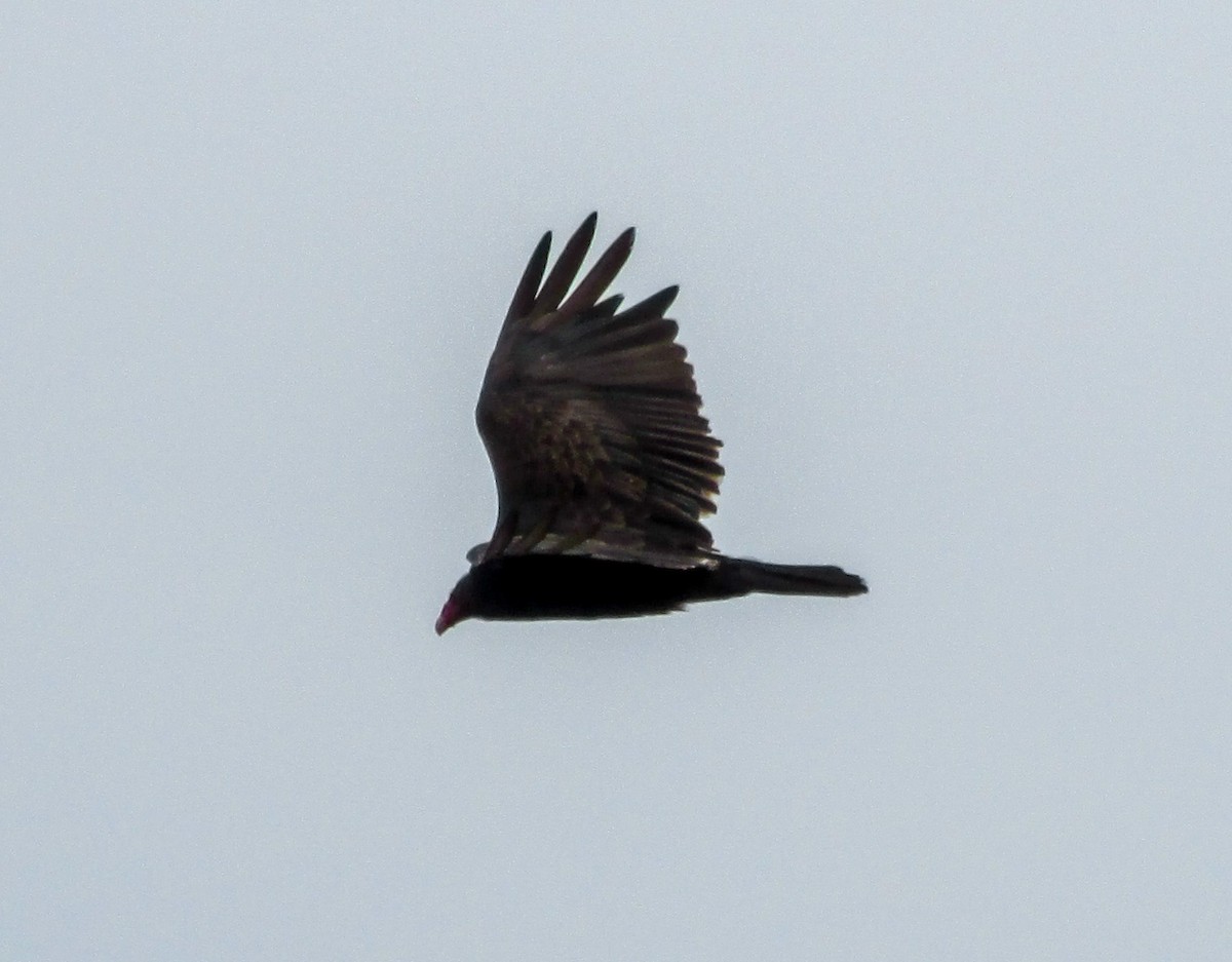 Turkey Vulture - ML620014775