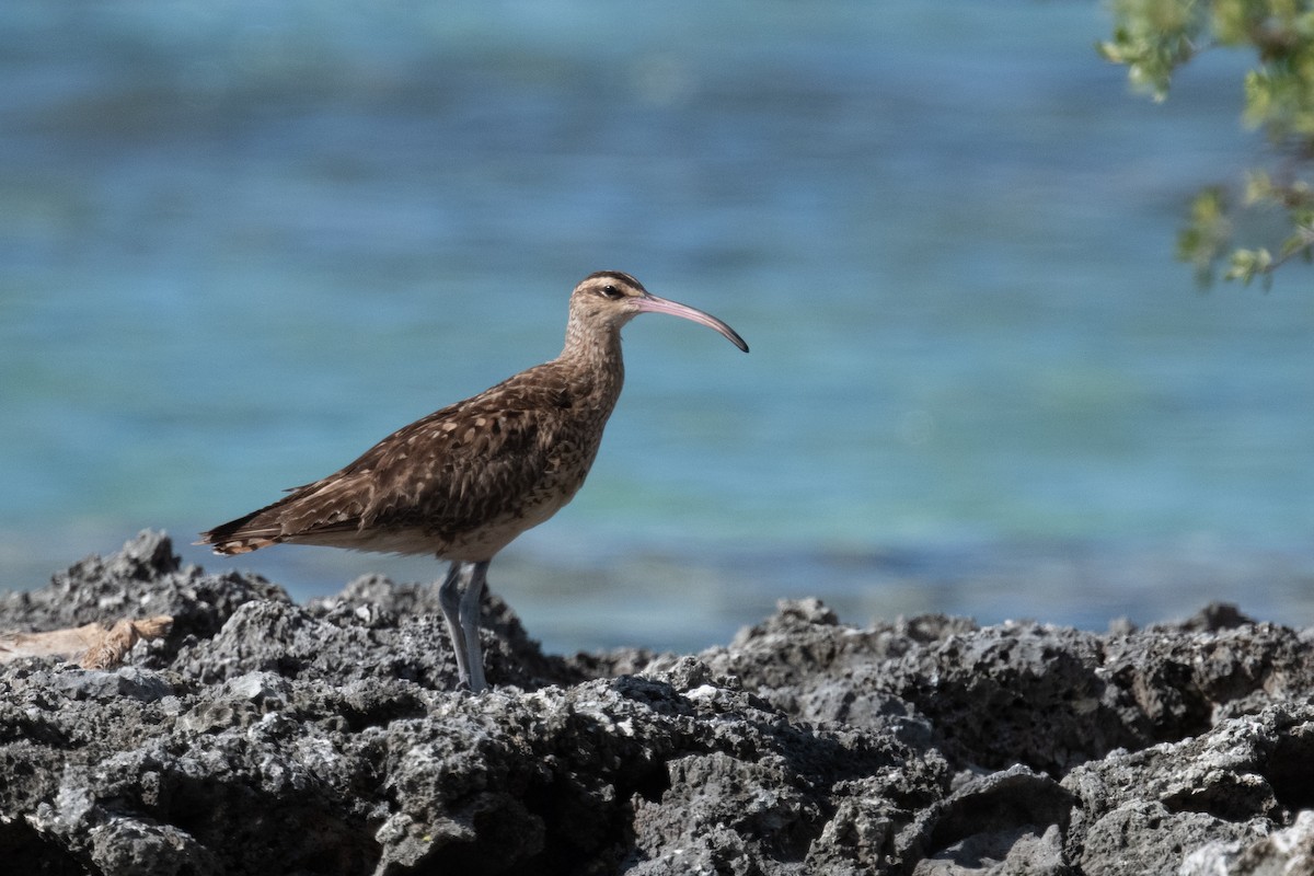 Bristle-thighed Curlew - ML620014776