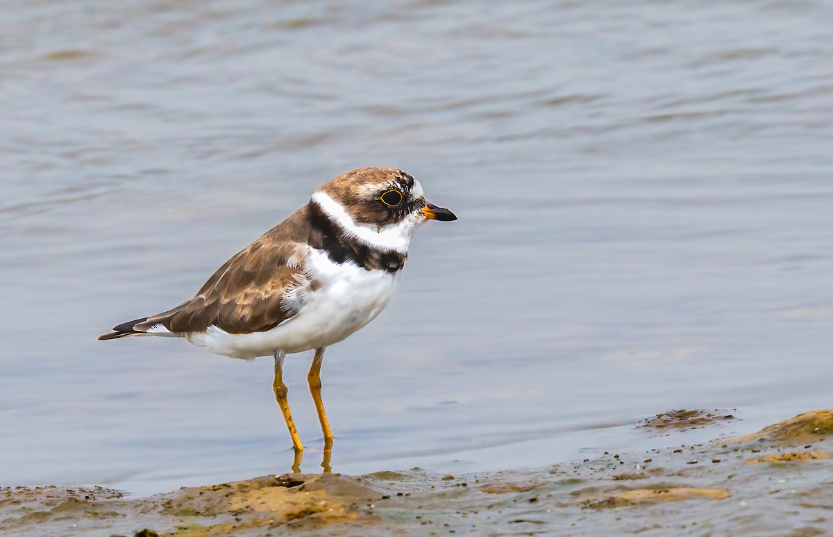 Semipalmated Plover - ML620014780