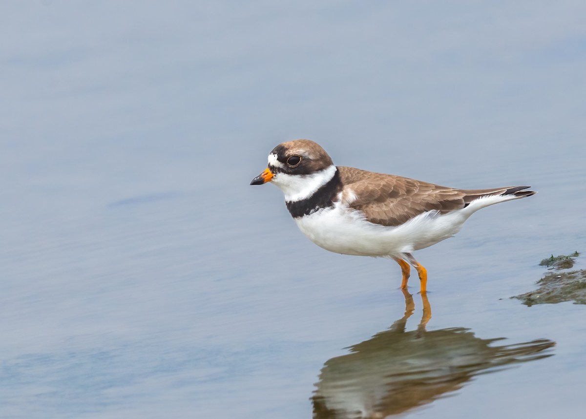 Semipalmated Plover - ML620014781