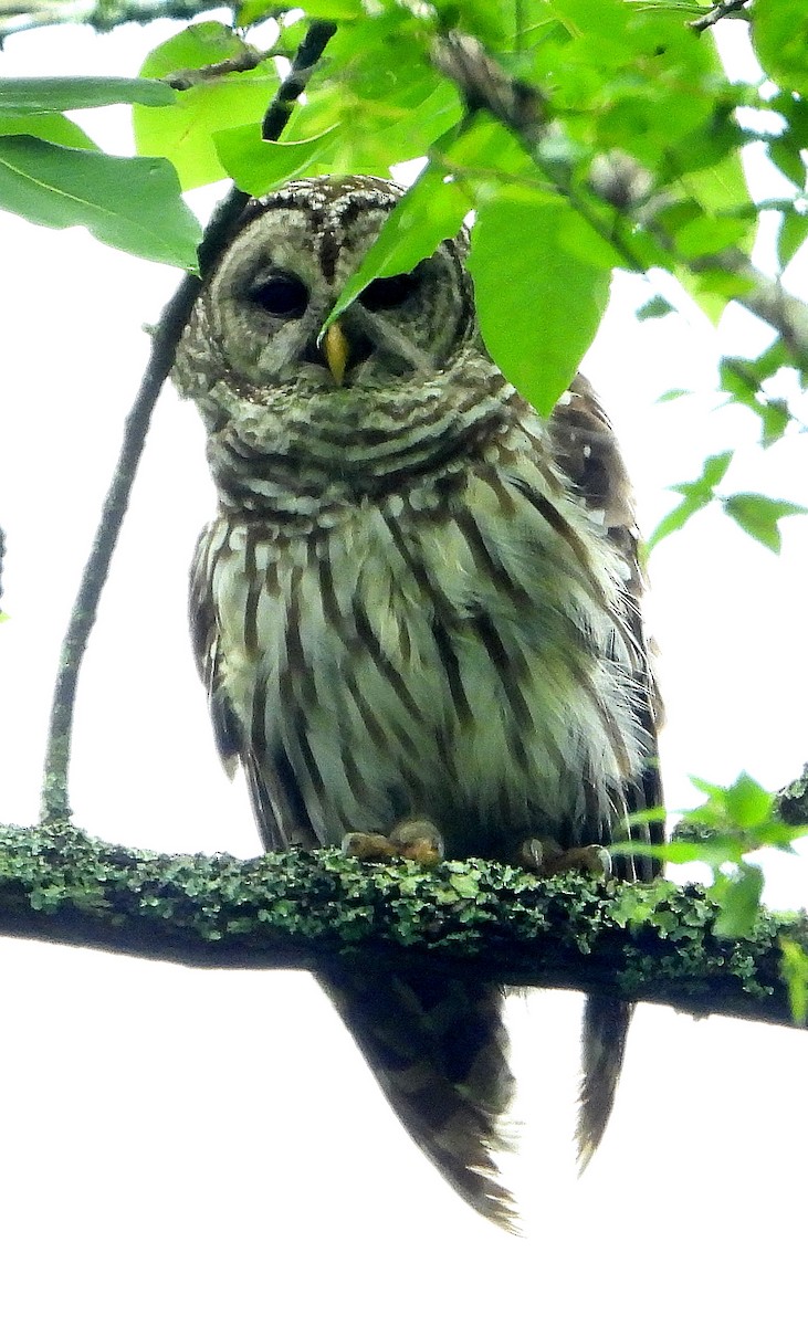 Barred Owl - ML620014784
