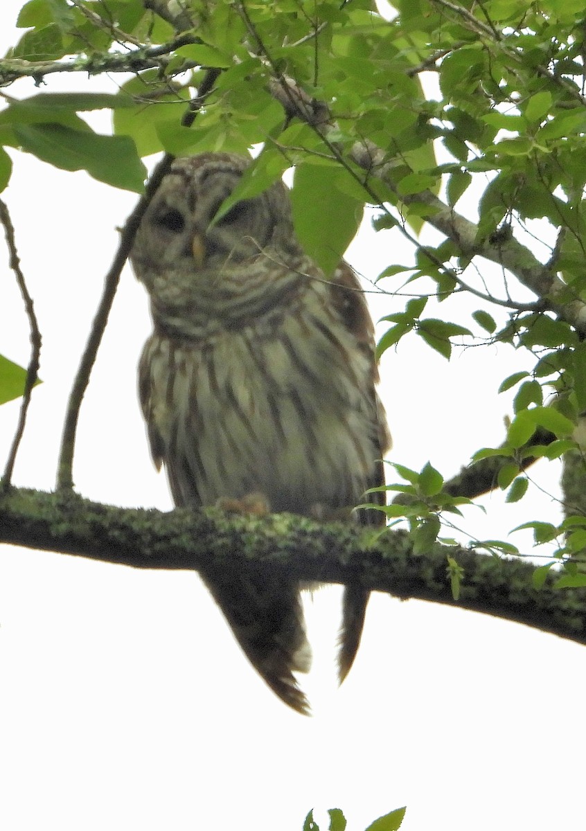 Barred Owl - ML620014786