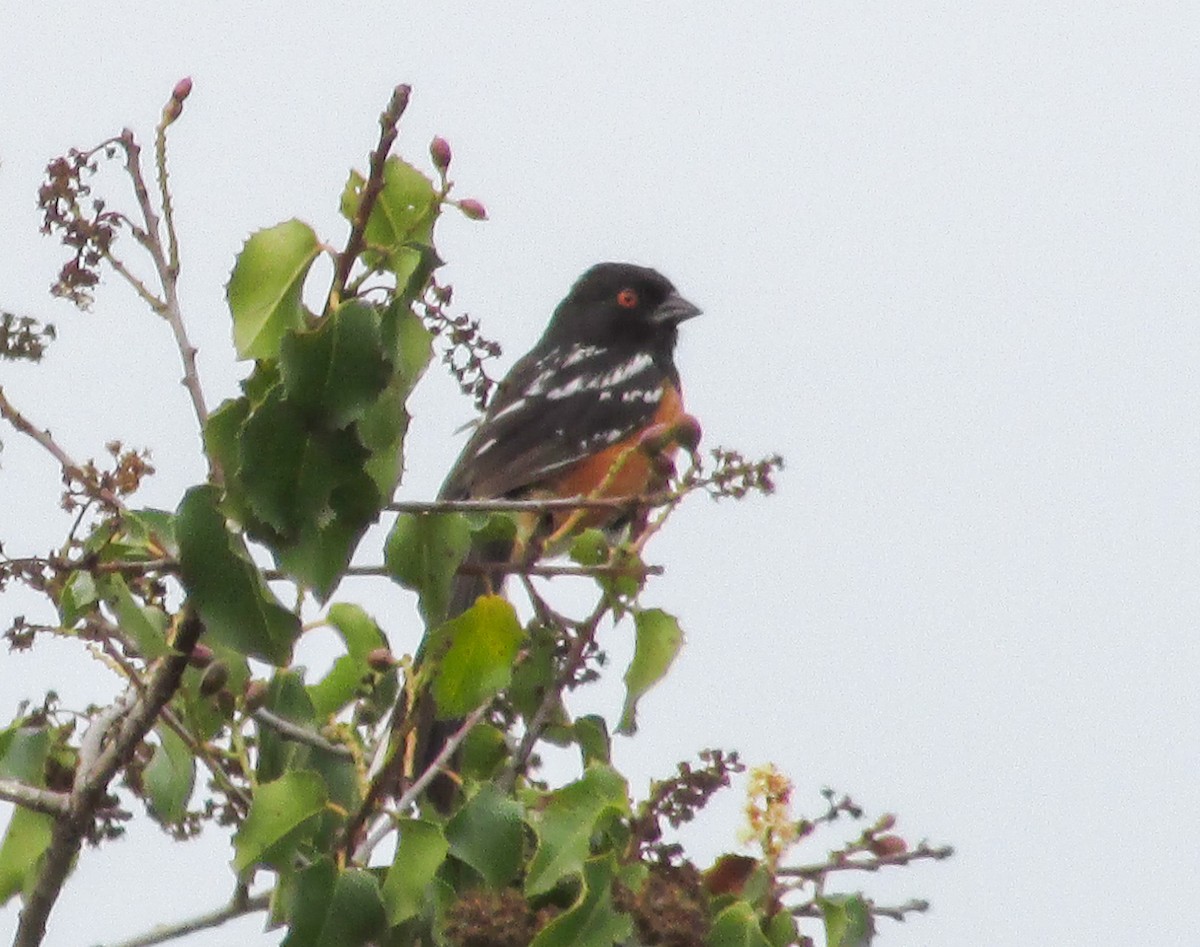 Spotted Towhee - Tigerlily Ecklund