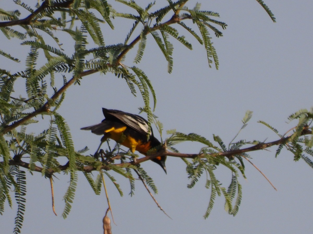 Black-backed Oriole - BAJIO PROFUNDO