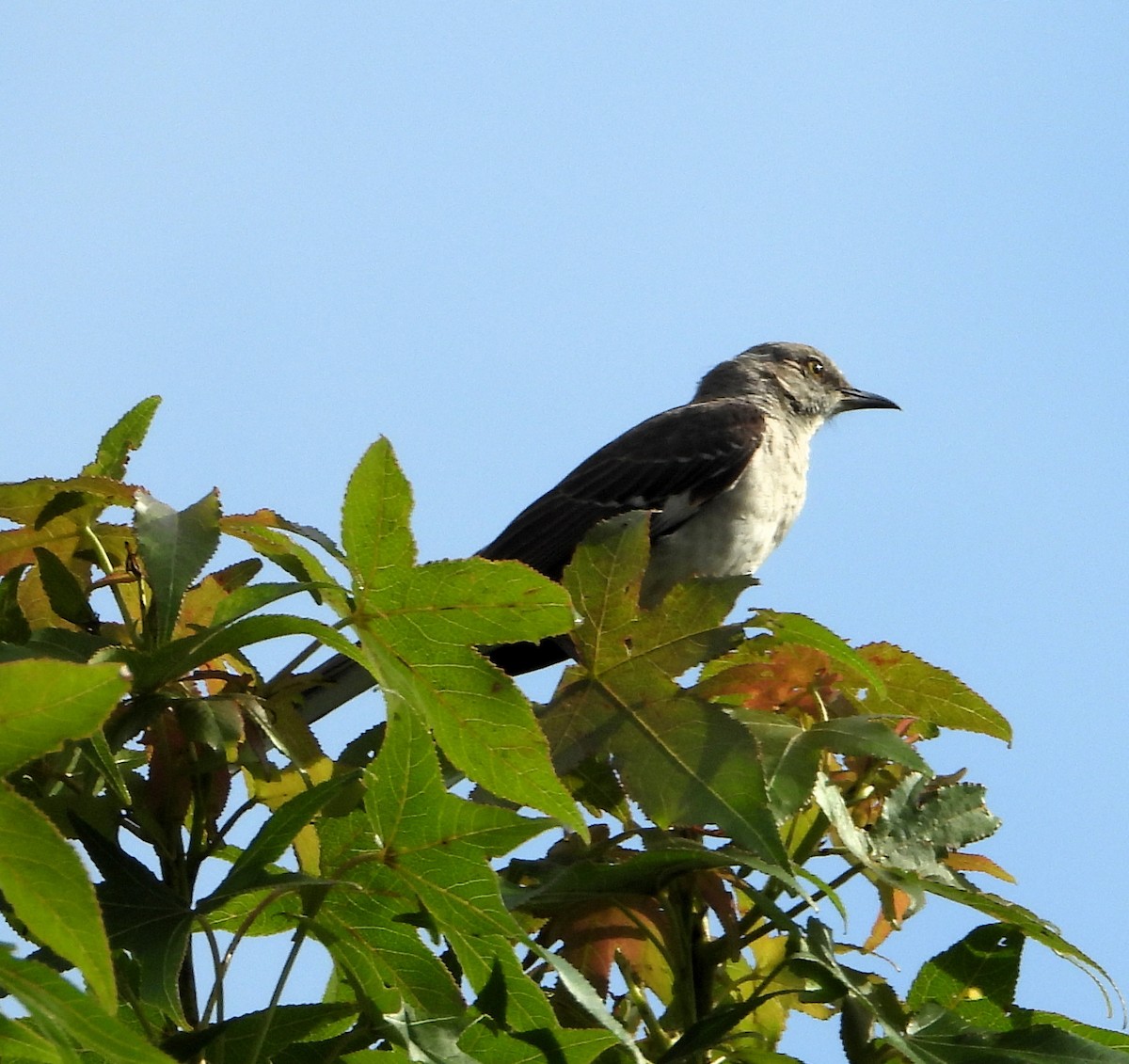 Northern Mockingbird - ML620014801