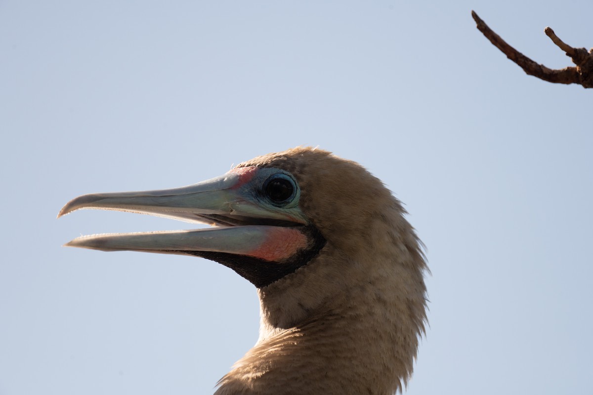 Red-footed Booby - ML620014803