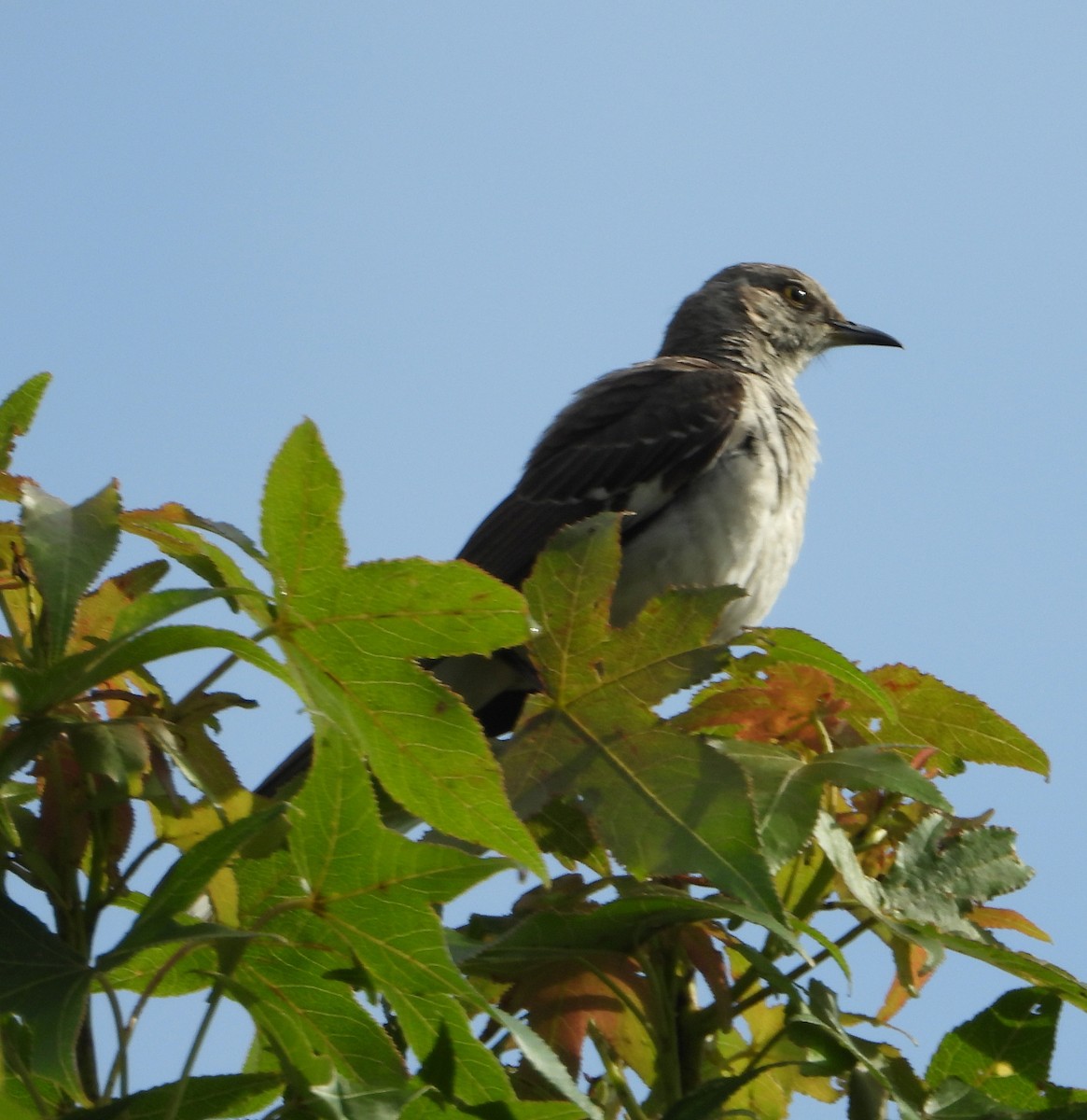 Northern Mockingbird - ML620014804