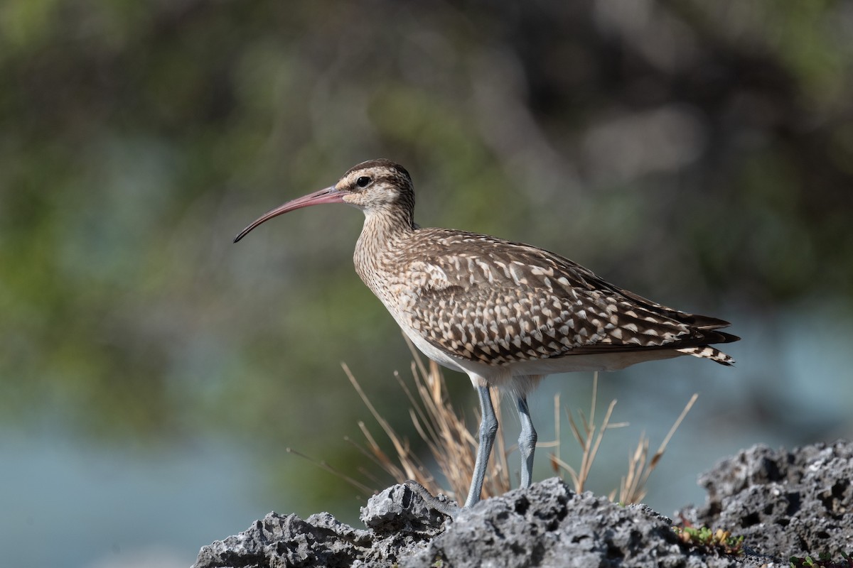 Bristle-thighed Curlew - ML620014805