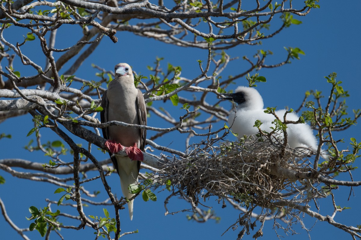 Red-footed Booby - ML620014814