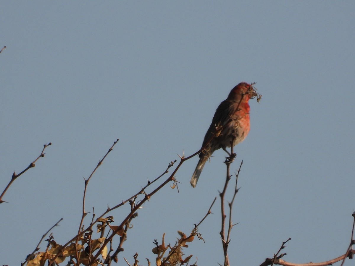 House Finch - ML620014821