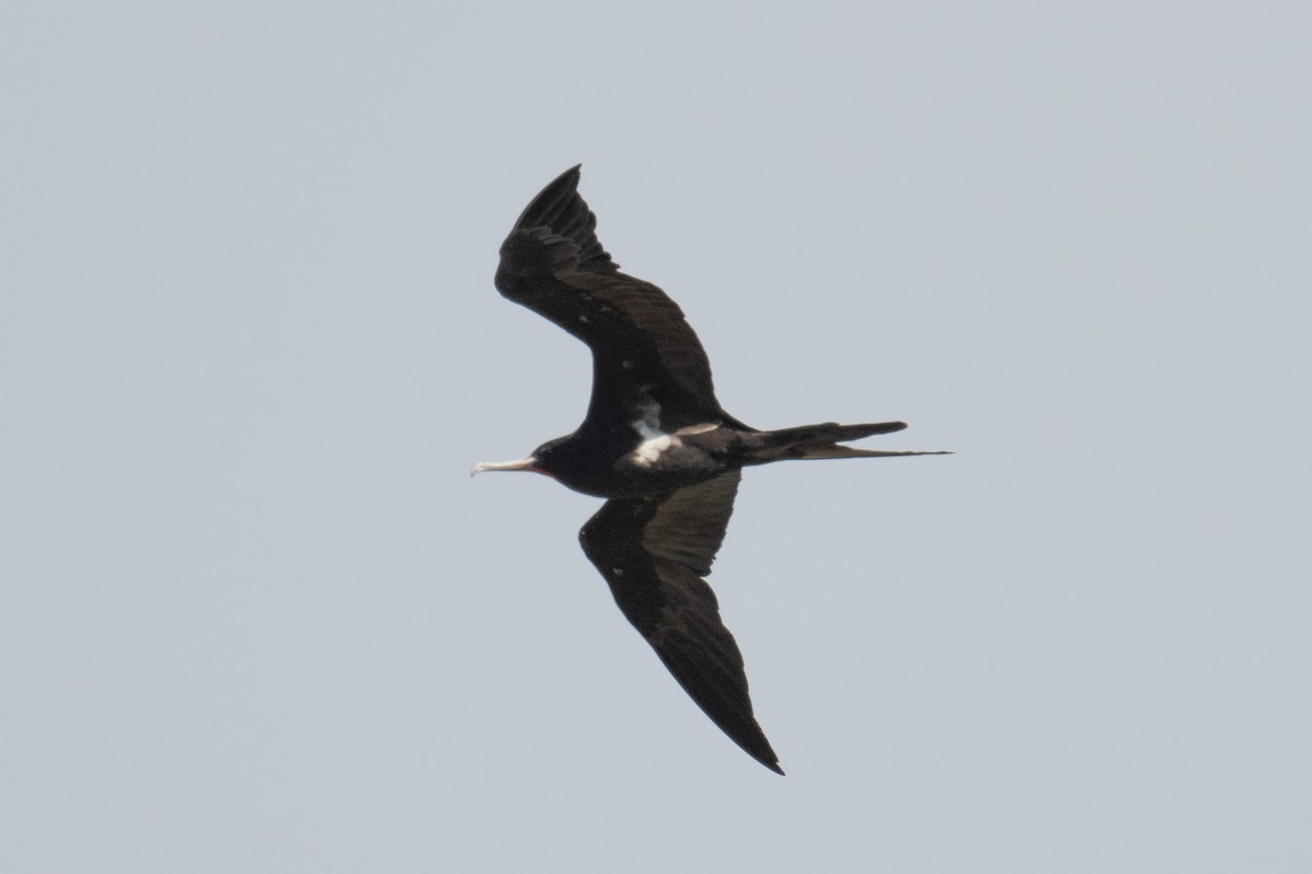 Lesser Frigatebird - ML620014822