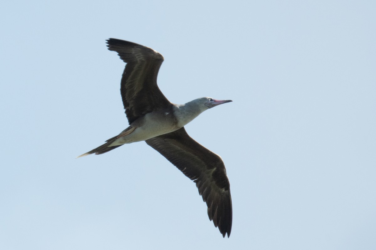 Red-footed Booby - ML620014828