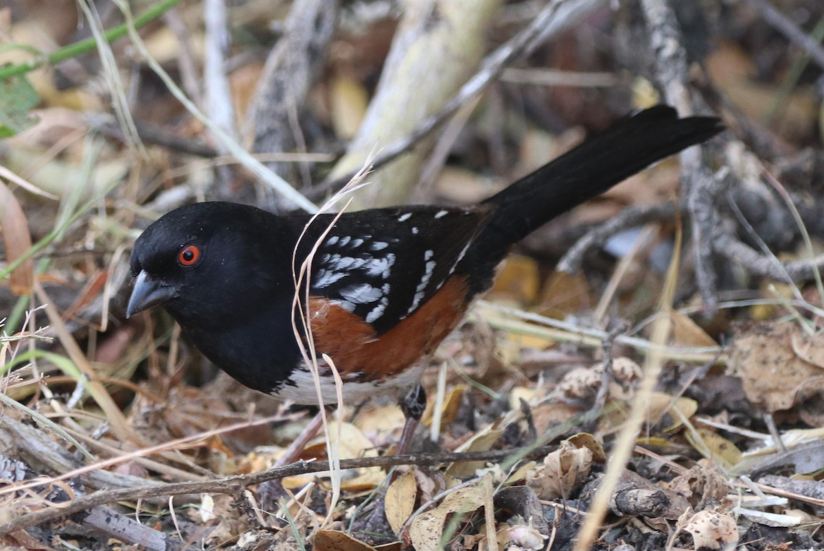 Spotted Towhee - ML620014842