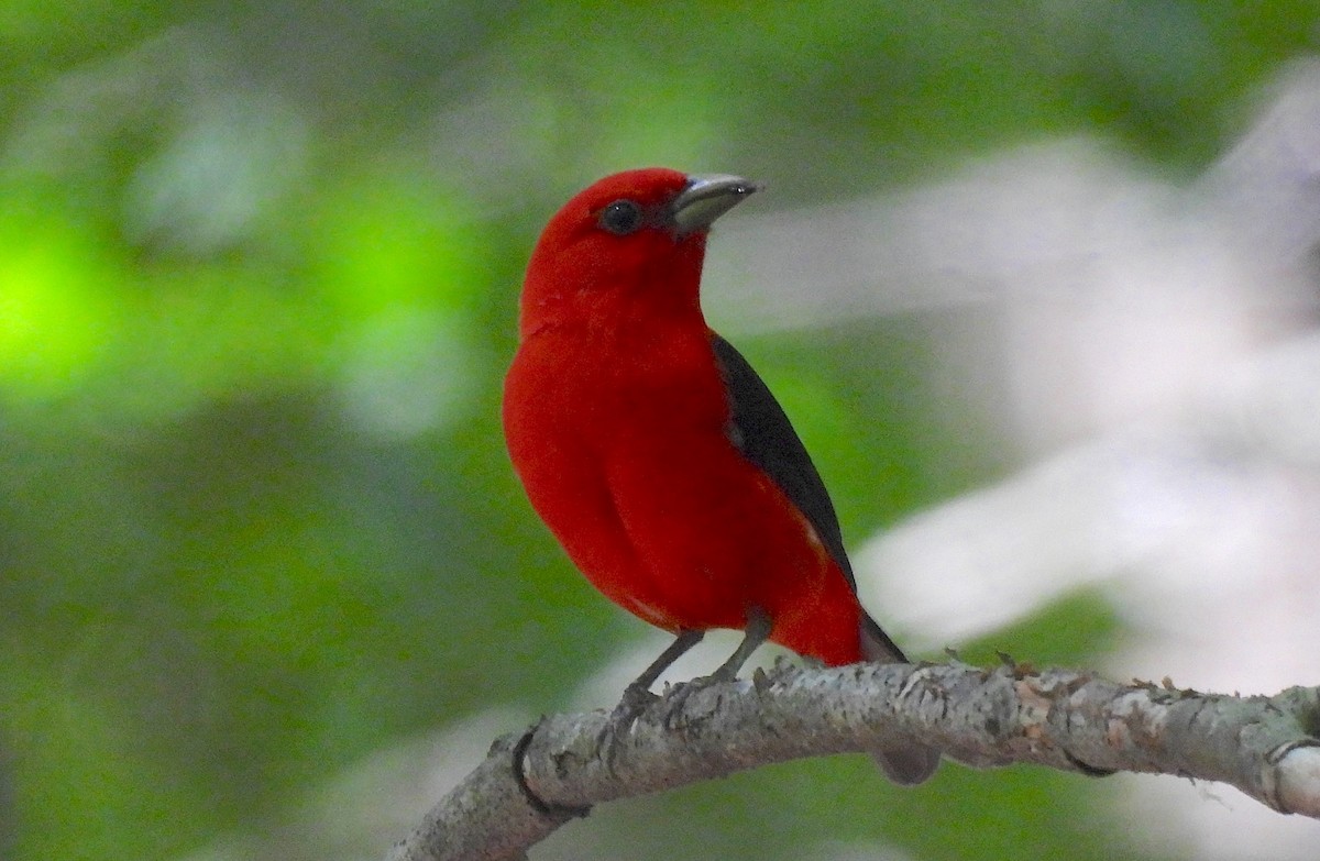 Scarlet Tanager - ML620014844