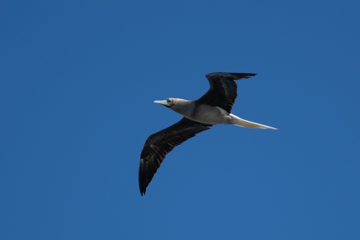 Red-footed Booby - ML620014846