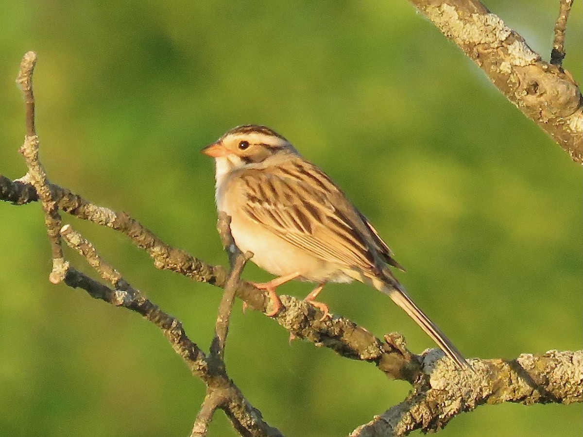 Clay-colored Sparrow - ML620014849