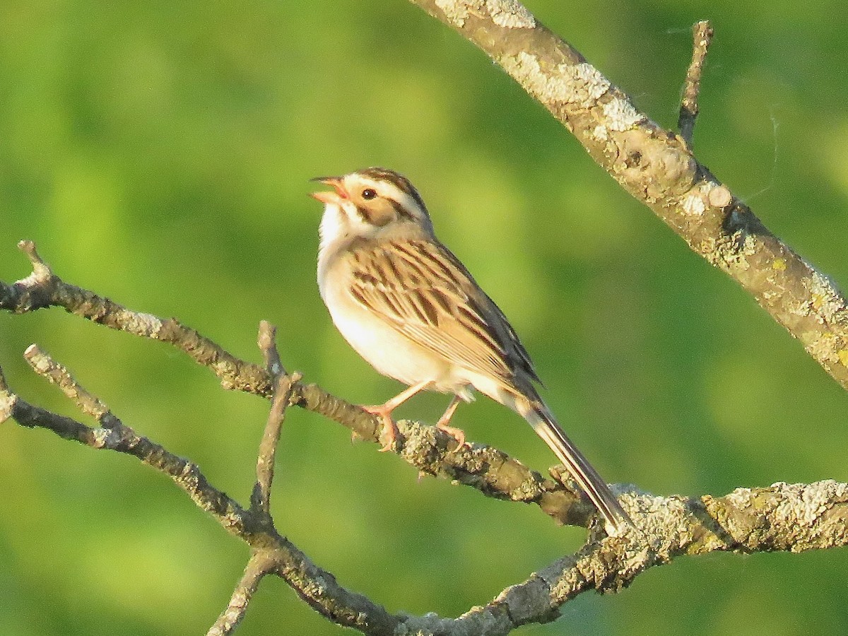 Clay-colored Sparrow - ML620014851