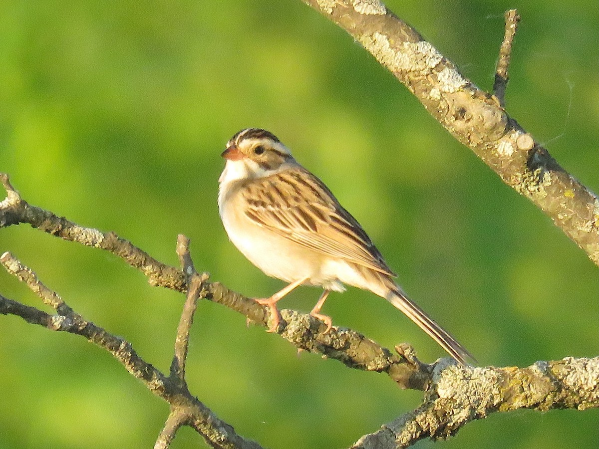 Clay-colored Sparrow - ML620014853