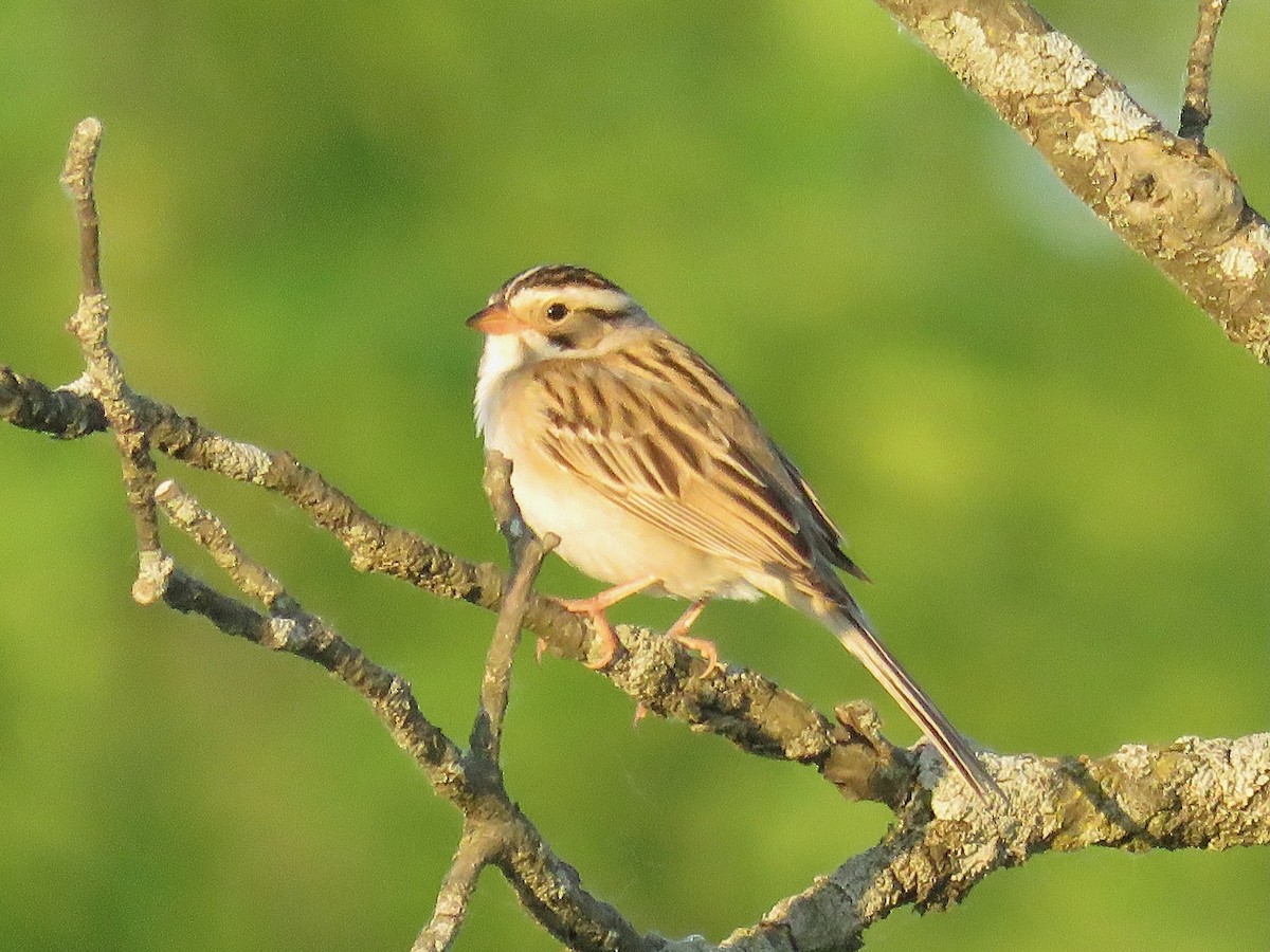 Clay-colored Sparrow - ML620014854