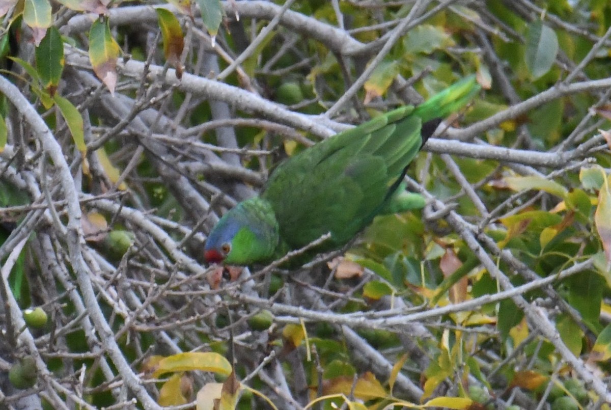 Lilac-crowned Parrot - ML620014855