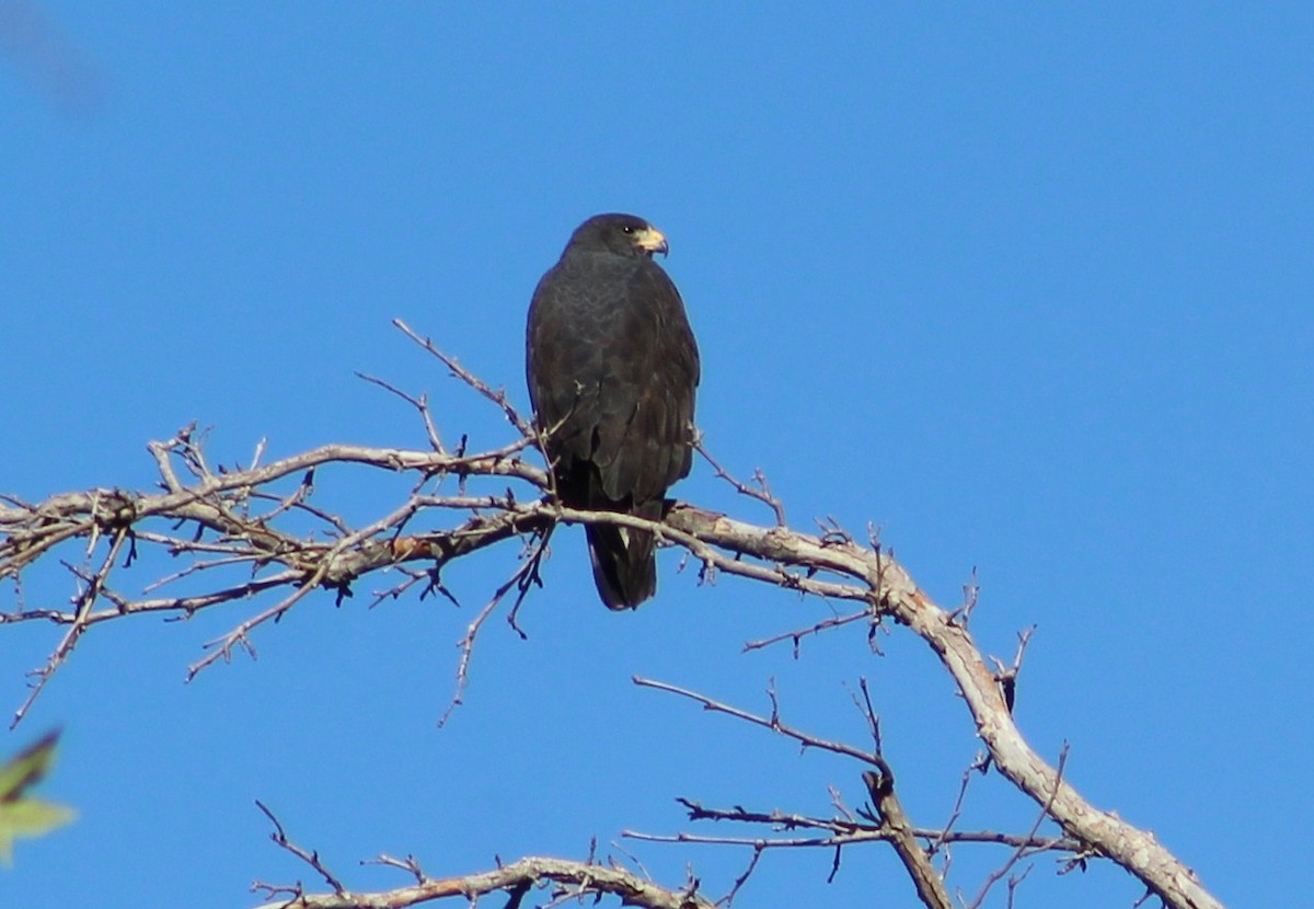 Zone-tailed Hawk - ML620014859