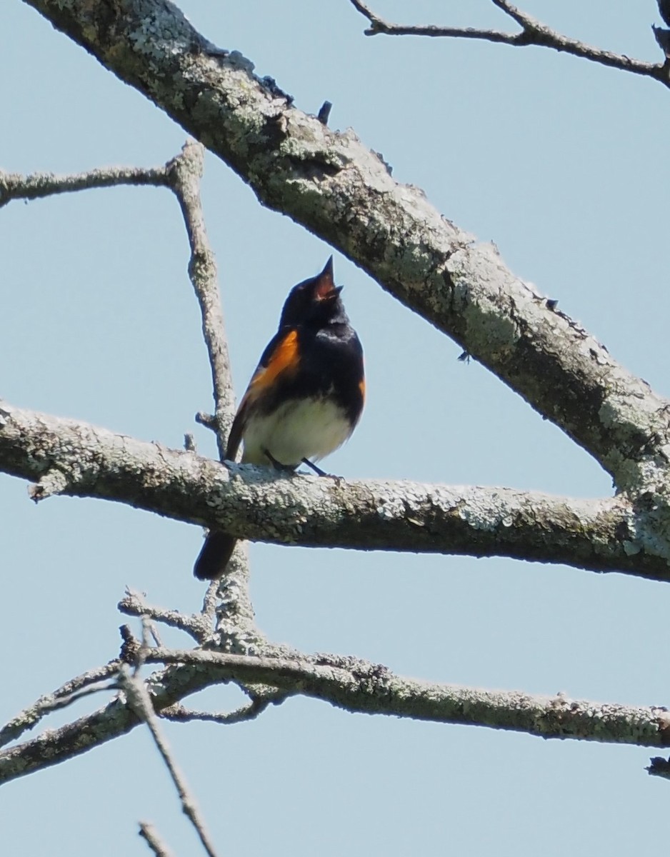 American Redstart - ML620014861