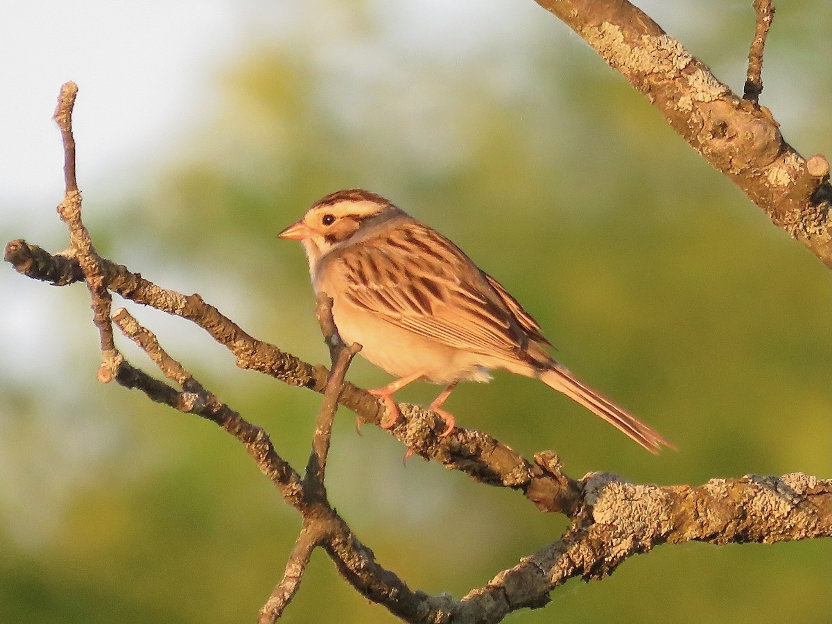 Clay-colored Sparrow - ML620014862