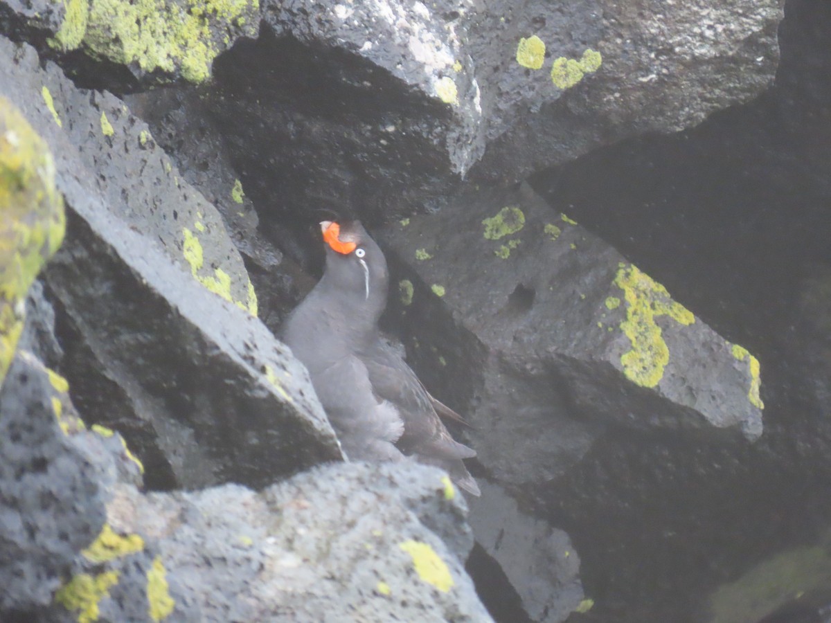 Crested Auklet - ML620014867