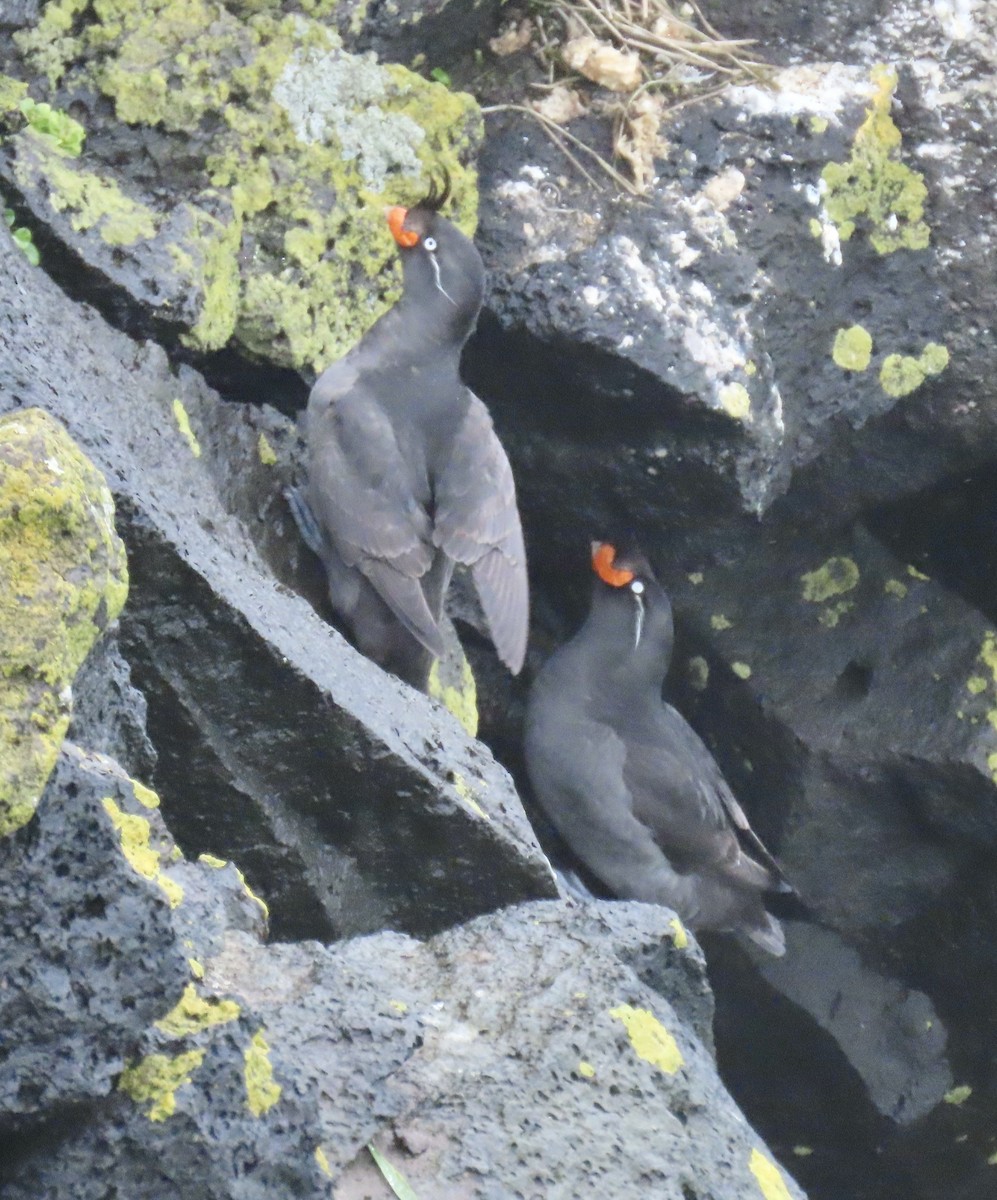 Crested Auklet - ML620014883