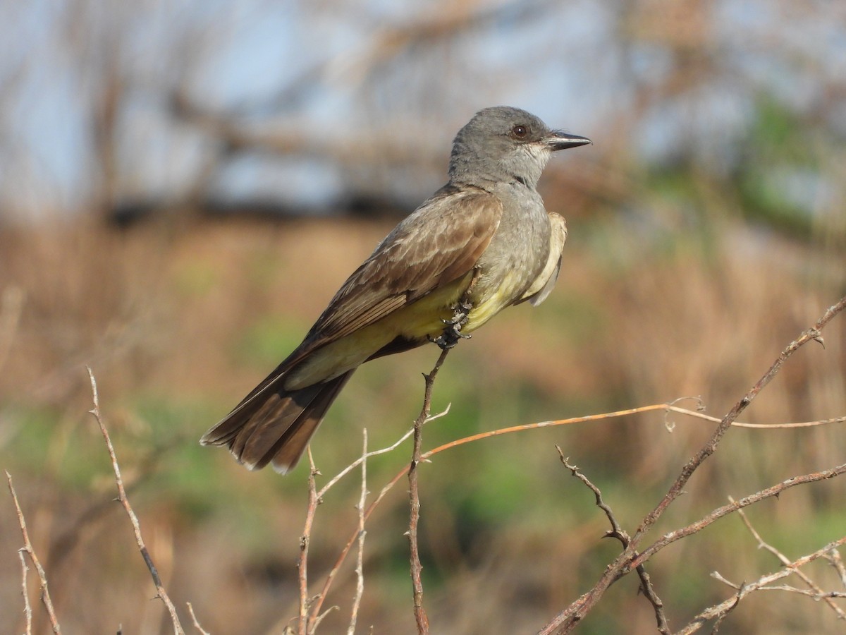 Cassin's Kingbird - ML620014892