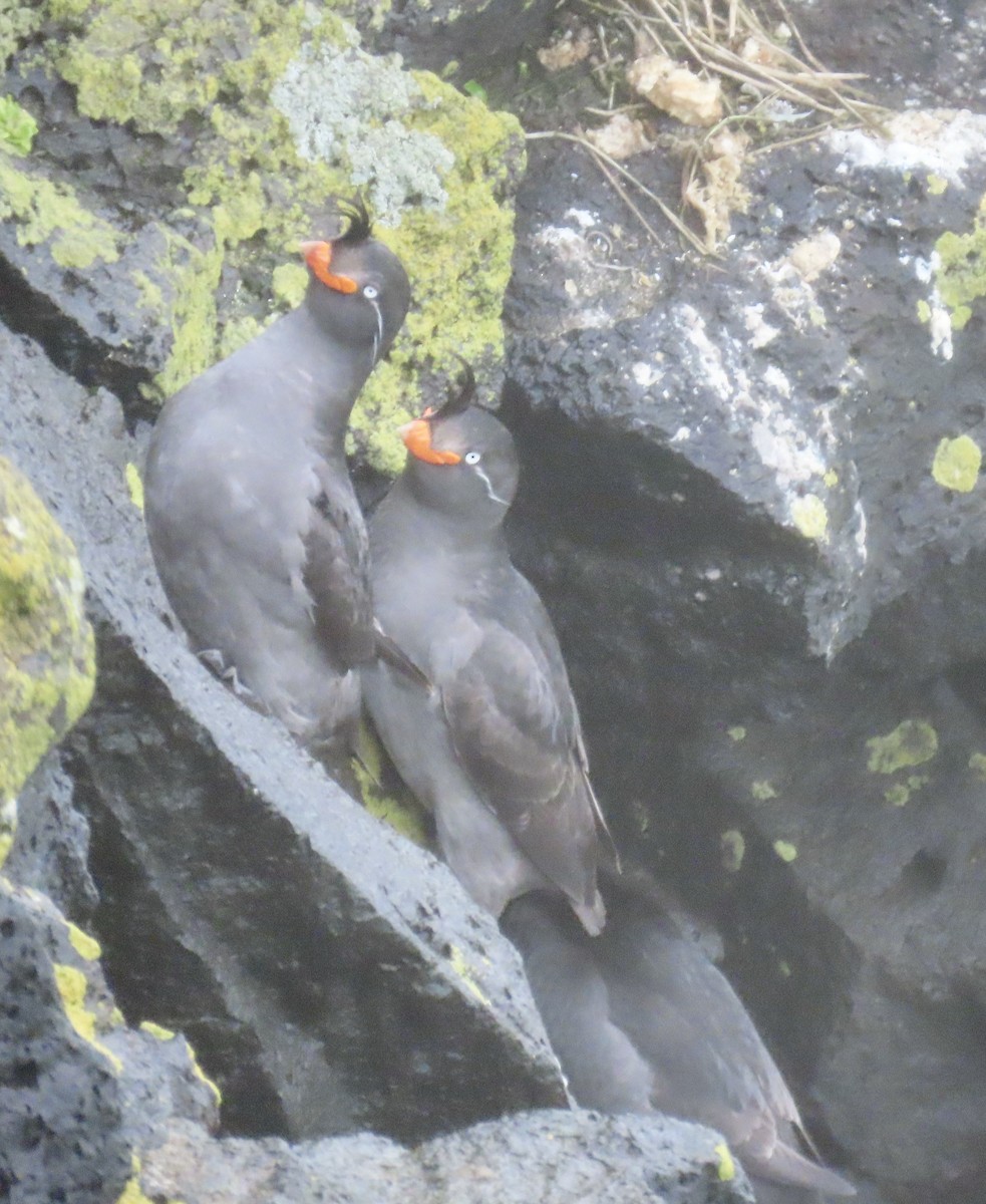 Crested Auklet - ML620014893