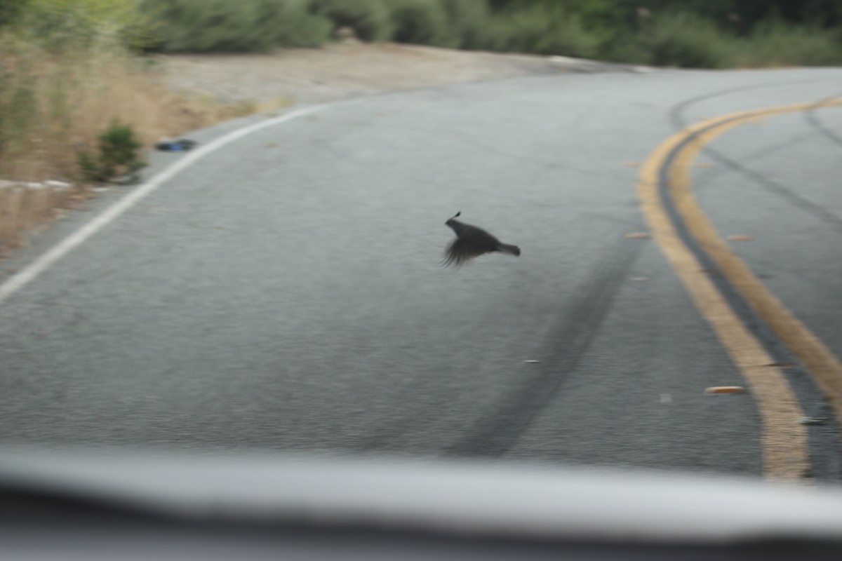 California Quail - ML620014896