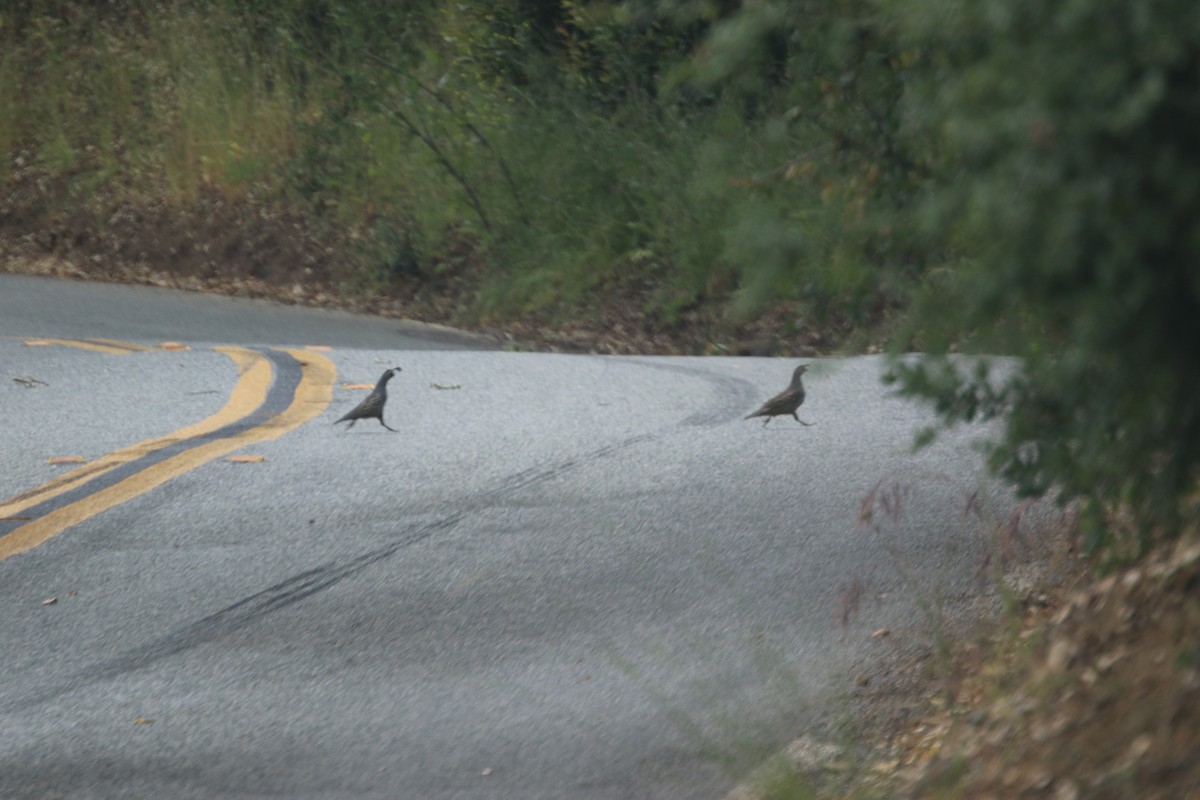 California Quail - ML620014897