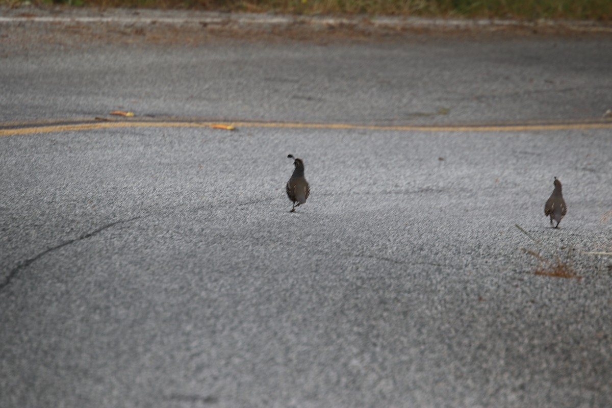 California Quail - ML620014898