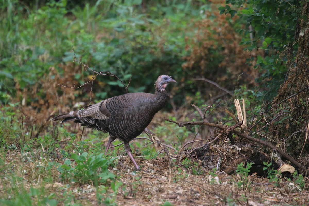 Wild Turkey - ML620014901