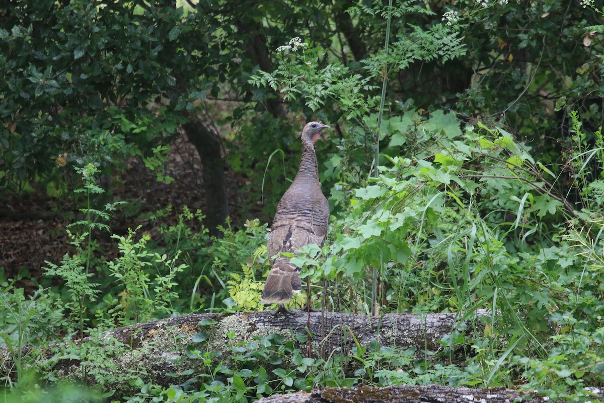 Wild Turkey - Chris Long