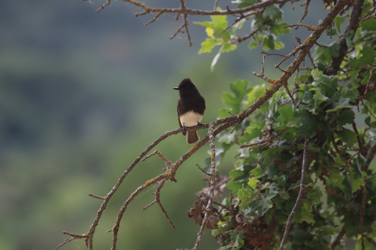 Black Phoebe - ML620014924