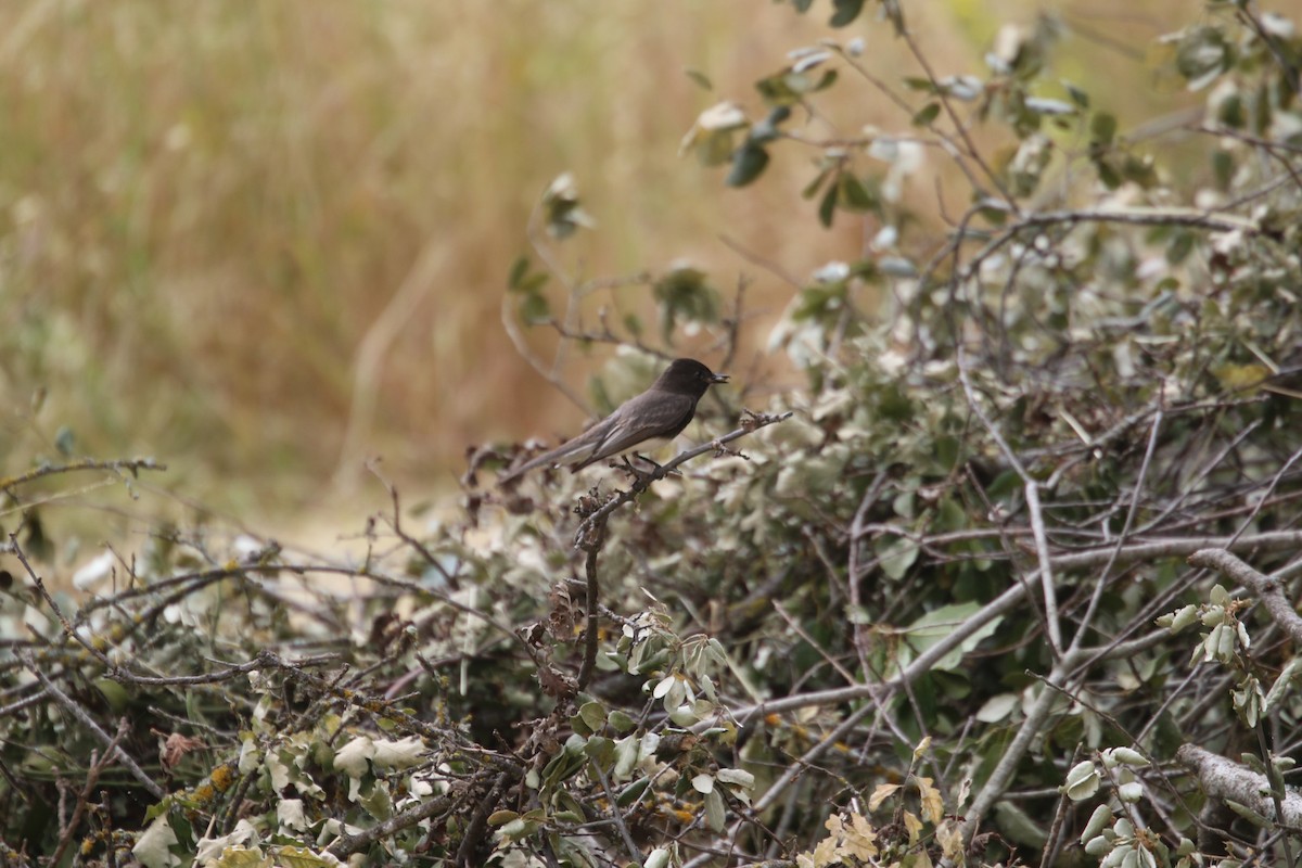 Black Phoebe - ML620014926