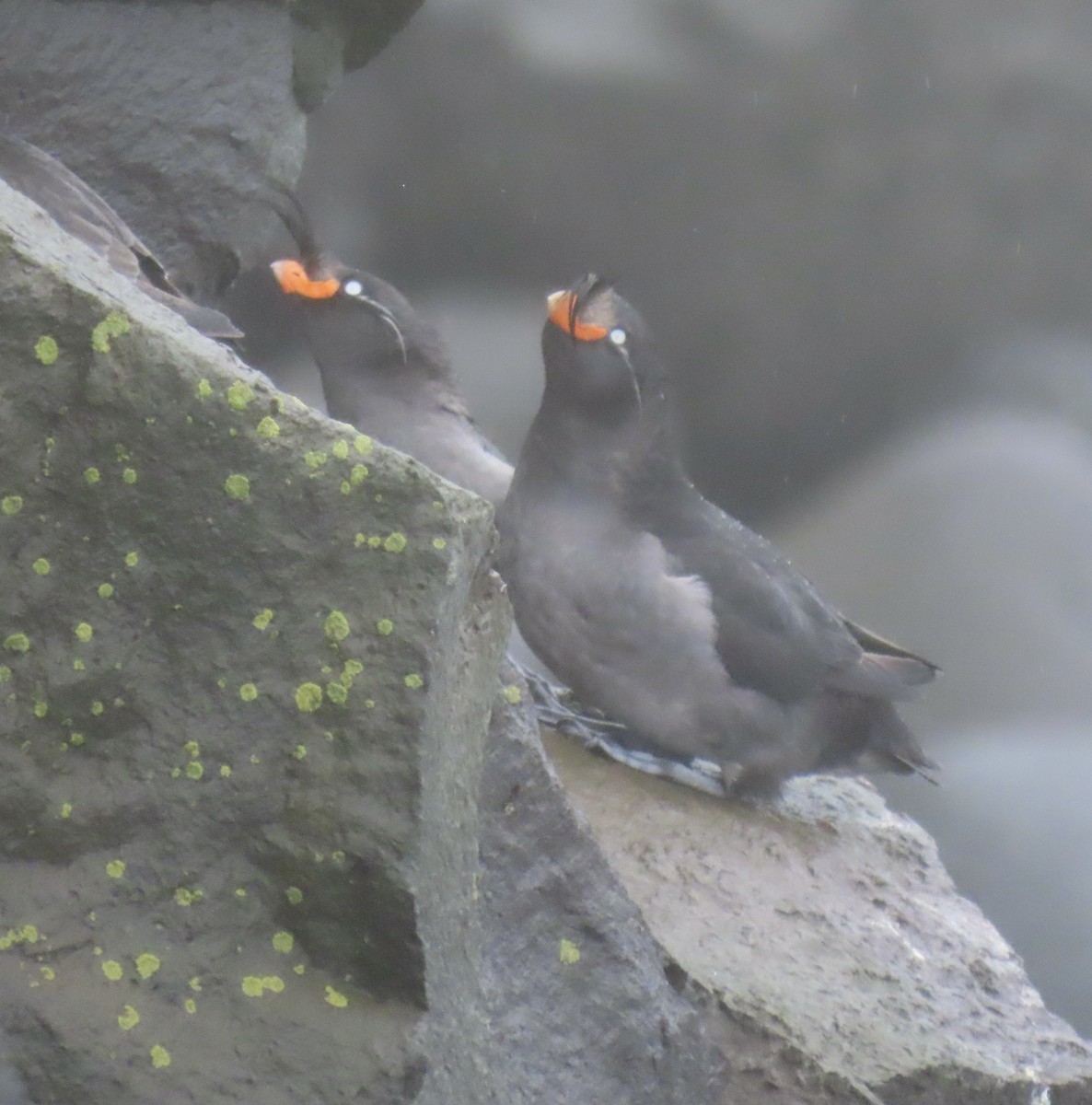 Crested Auklet - ML620014933