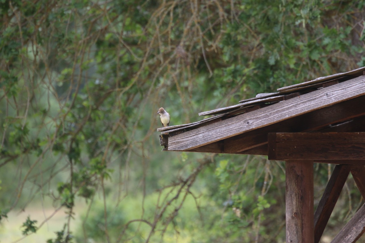 Ash-throated Flycatcher - ML620014935