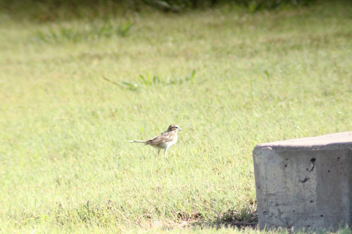 Lark Sparrow - ML620014941