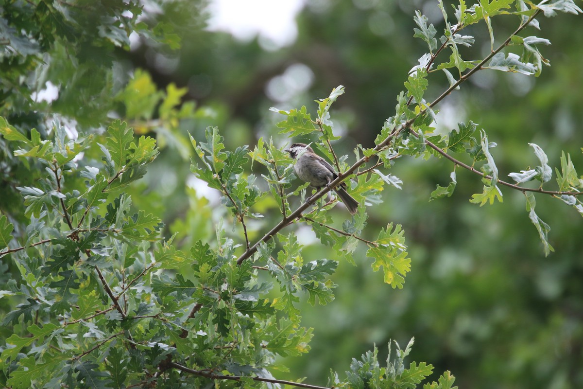 Chestnut-backed Chickadee - Chris Long