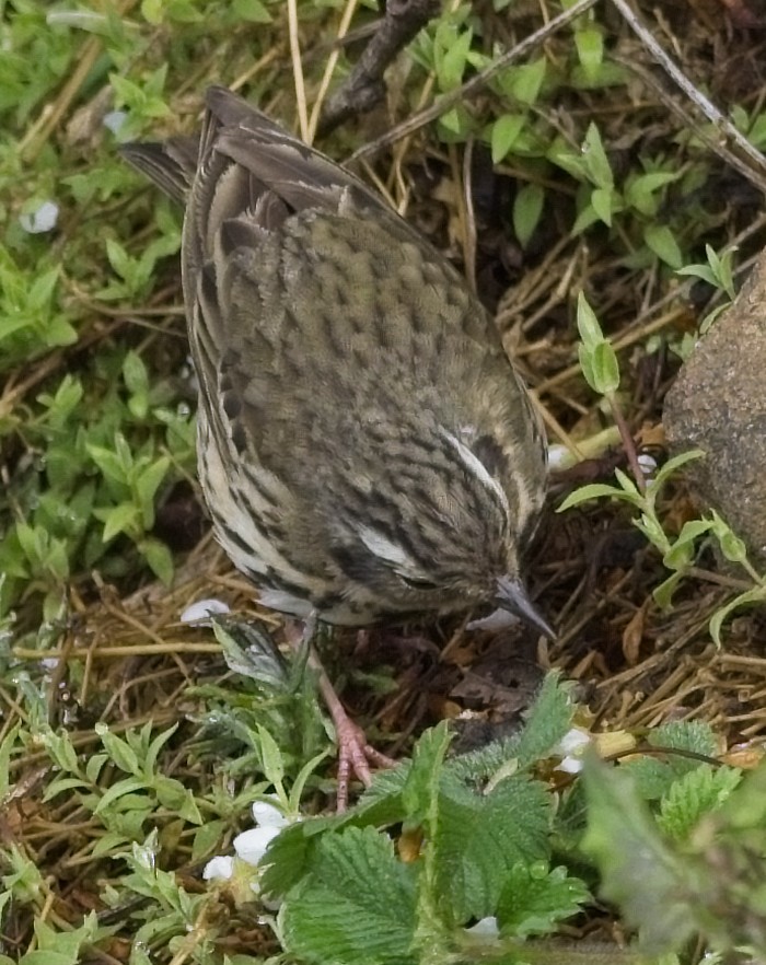 Olive-backed Pipit - ML620014950