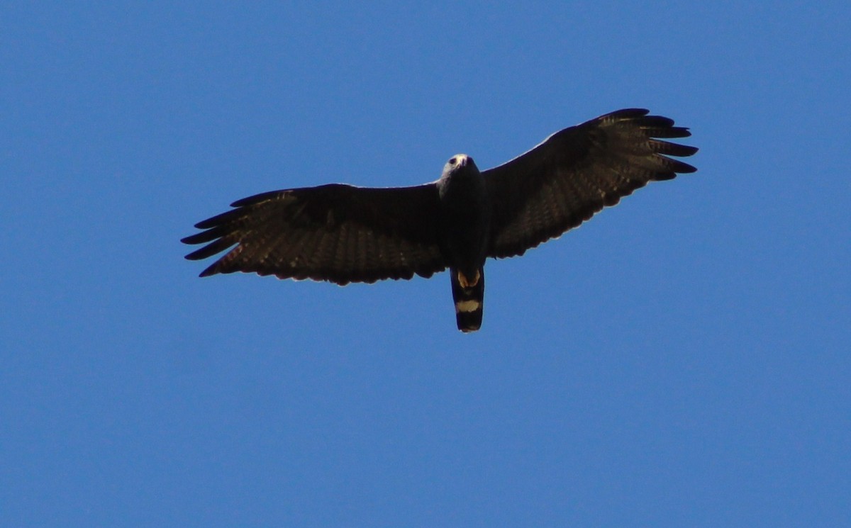 Zone-tailed Hawk - ML620014966