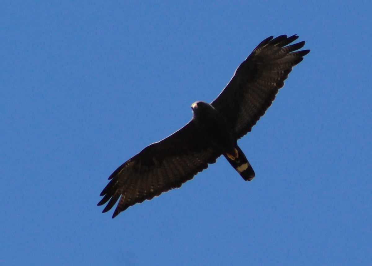 Zone-tailed Hawk - ML620014967