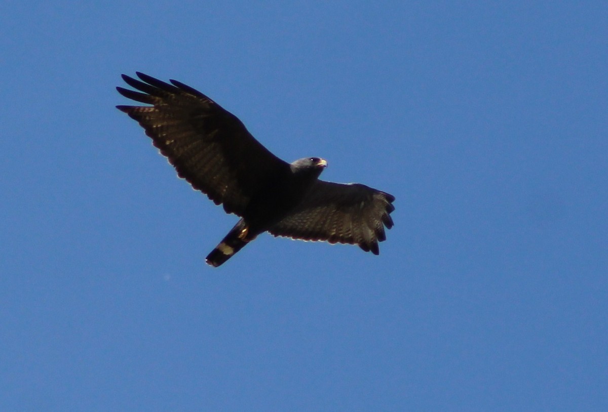 Zone-tailed Hawk - ML620014968