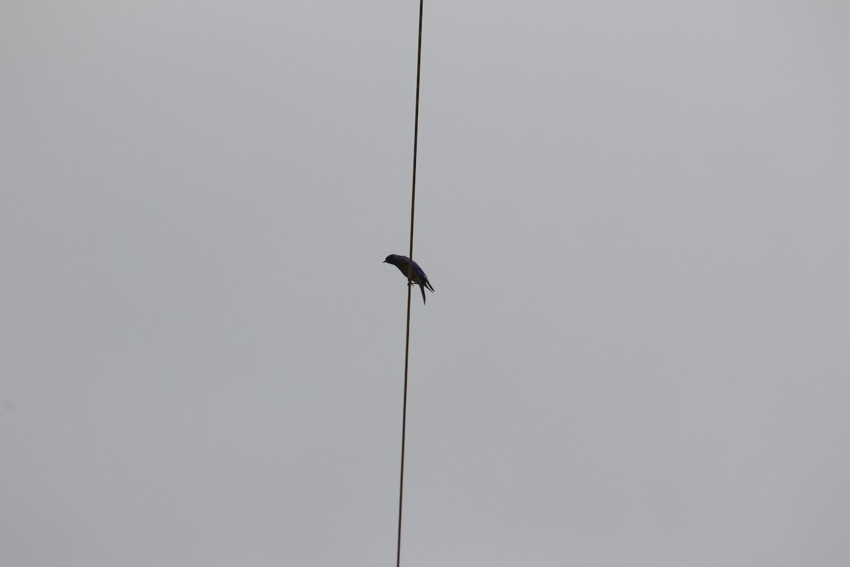 Western Bluebird - ML620014976