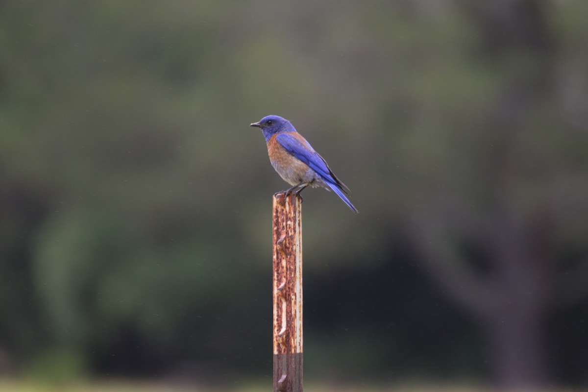 Western Bluebird - ML620014979