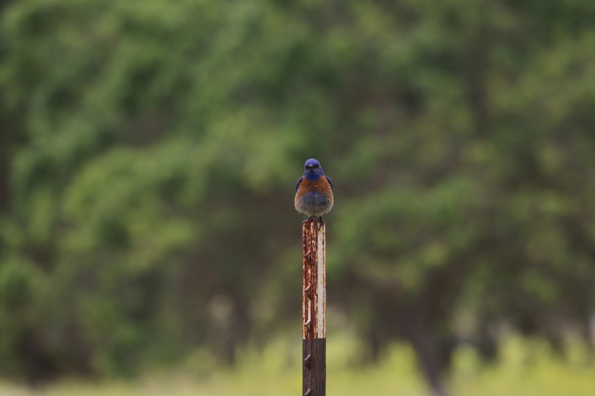 Western Bluebird - Chris Long