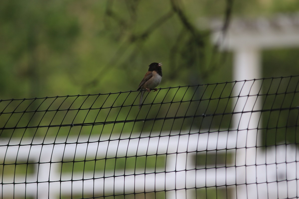 Junco ardoisé - ML620014986